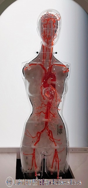 心臓から流れる血流を観察できるスケルトンのモデル
