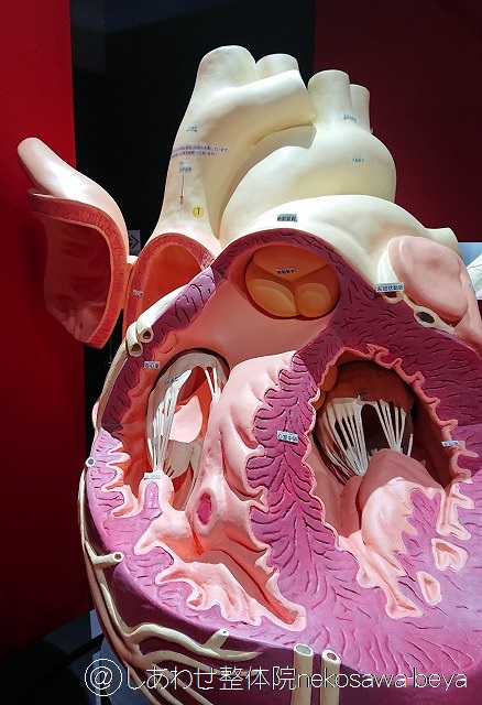 巨大な心臓の模型